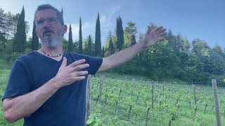 La viticulture dioise : ses caractéristiques et ses défis
